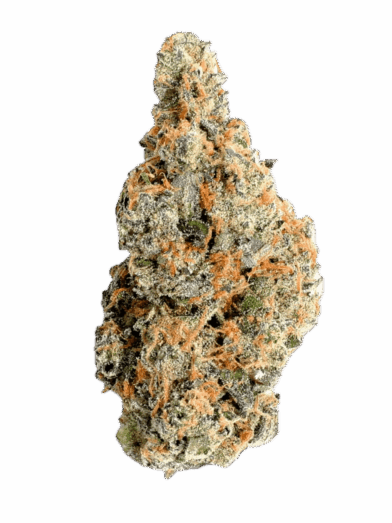 Mimosa